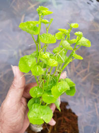 Hydrocotyle leucocephala